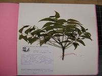 Herbarium sample